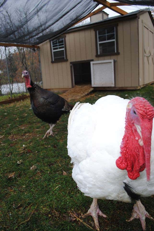 What Happens To Pardoned Presidential Thanksgiving Turkeys? | Roadtrippers