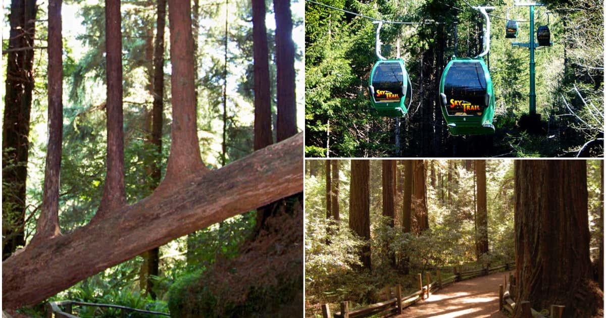 The Trees of Mystery, Klamath Roadtrippers