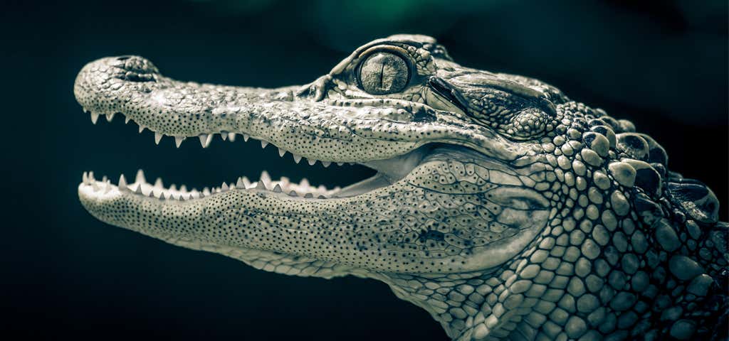 Alligator Attraction, FL