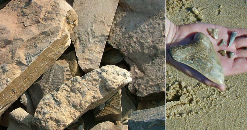 The best spots for fossil hunting in America | Roadtrippers