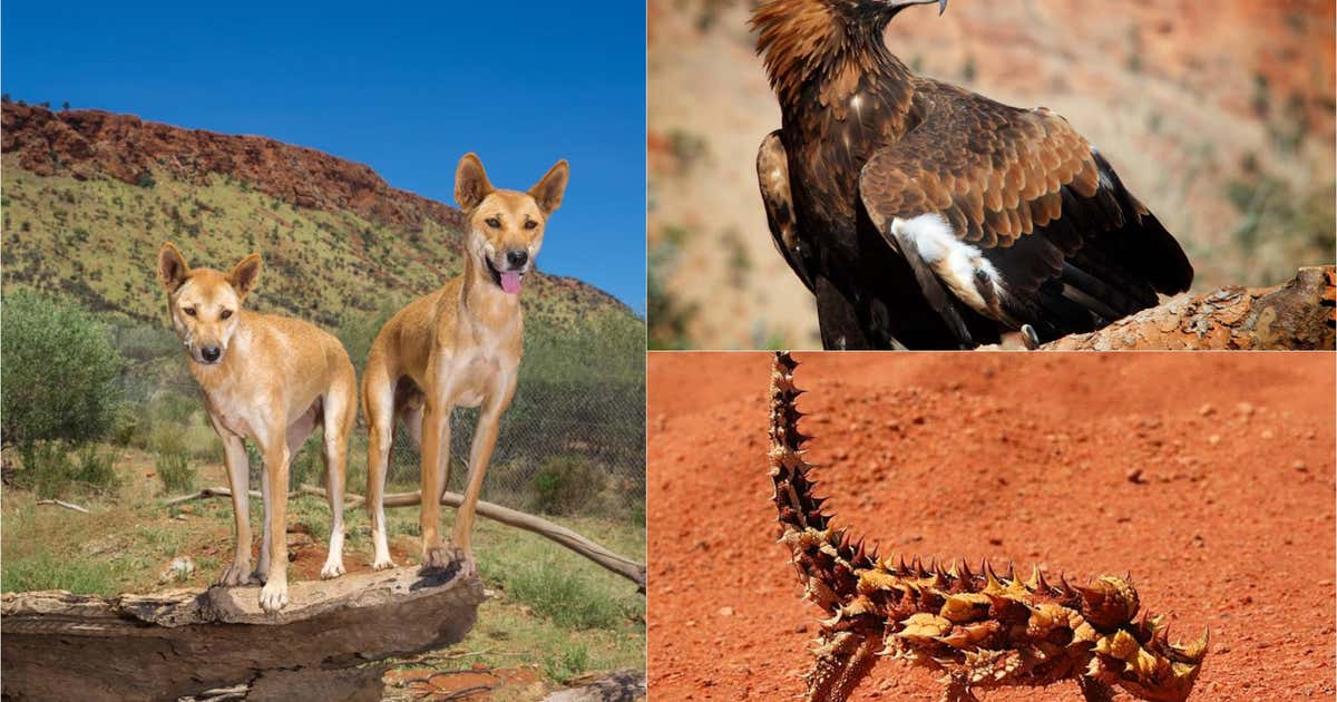 Northern Territory And Its Eccentric Animals | Roadtrippers