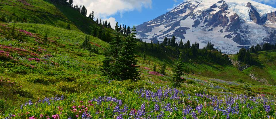 The Ultimate Guide to Mount Rainier National Park