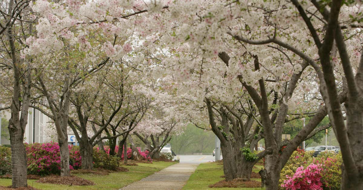 to Macon, GA Cherry Blossom Capital of the World Roadtrippers