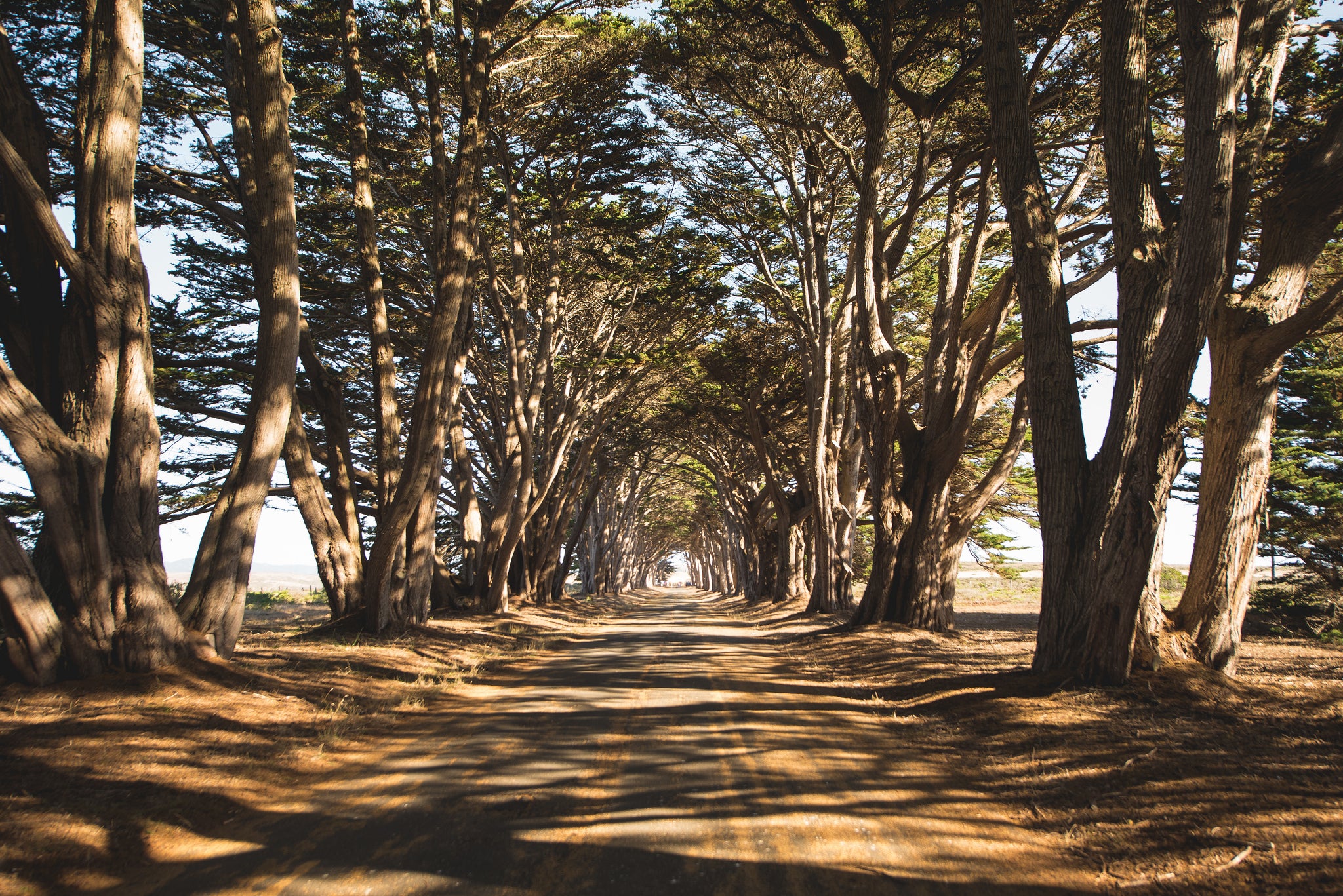 The Point Reyes Cypress tree tunnel is a scenic masterpiece Roadtrippers