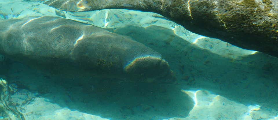 The best places to see wild manatees in Florida