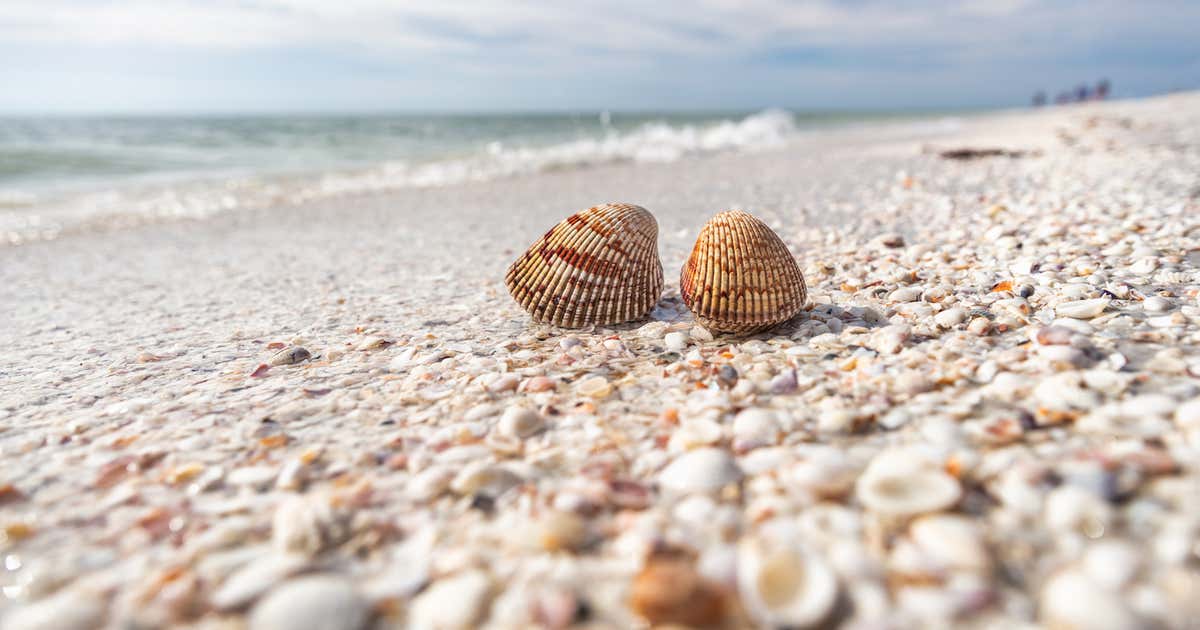There's a Florida island where the beach is made of shells Roadtrippers
