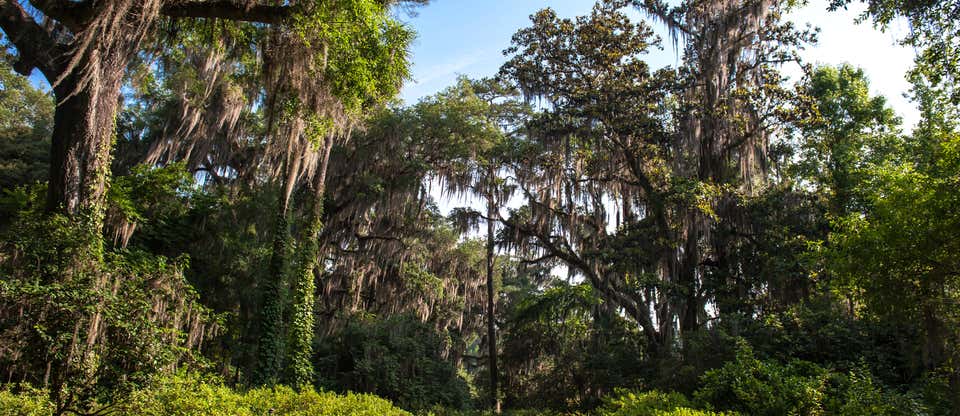 Discover Tallahassee's Unparalleled Natural Beauty