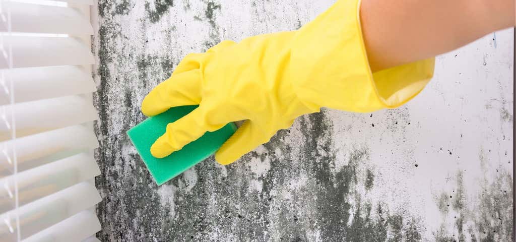 Seattle Mold Removal 