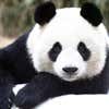 Photo of panda express