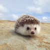 Photo of biddythehedgehog